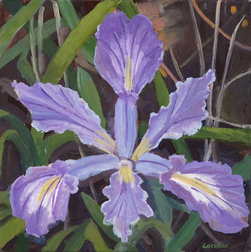 Image of Douglas Iris 12x12