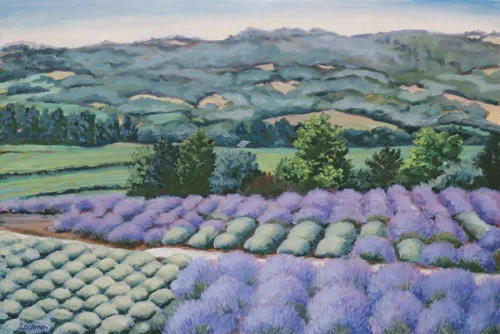 Lavendar at Matanzas Creek
